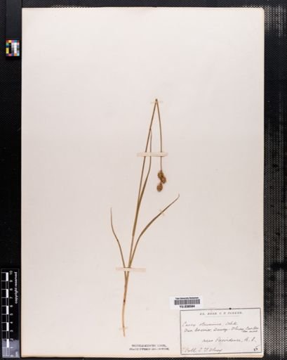 Carex brevior