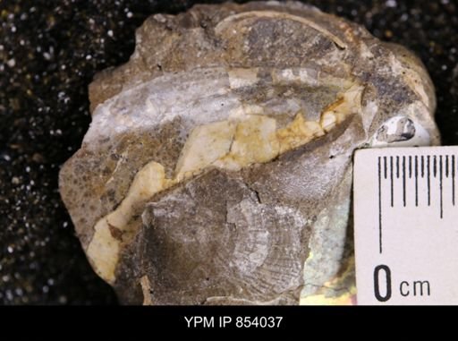 Pseudoptera subtortuosa