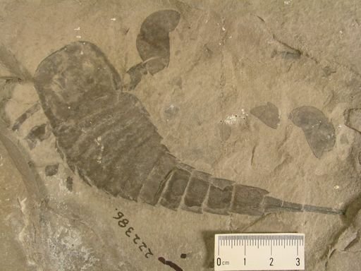 Eurypterus remipes