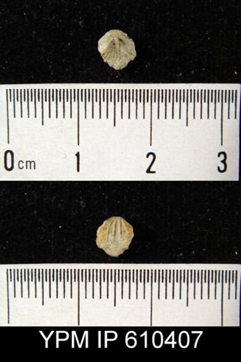 Camarotoechia sp.