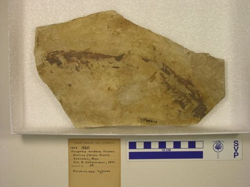 Knightia eocaena