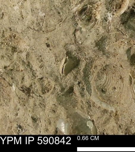 undet. Bivalvia