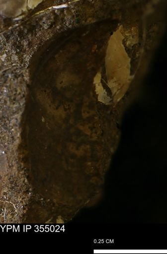 Bivalvia