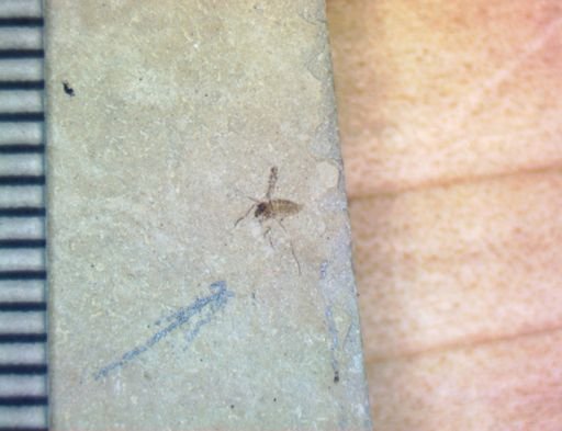 undet. Hexapoda