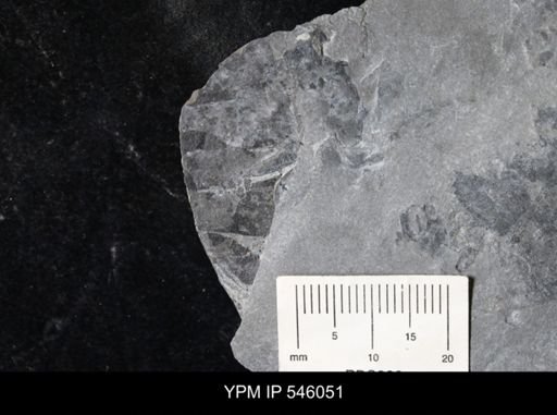 undet. Eurypterida