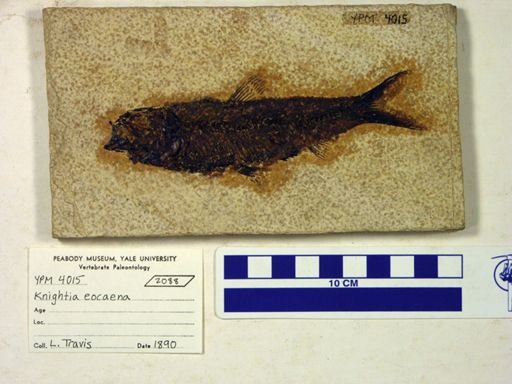 Knightia eocaena