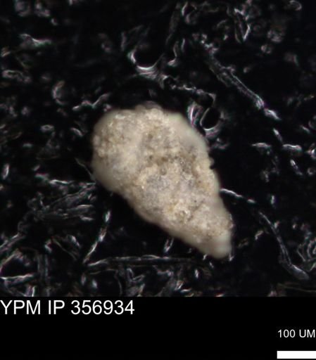 undet. Foraminiferida