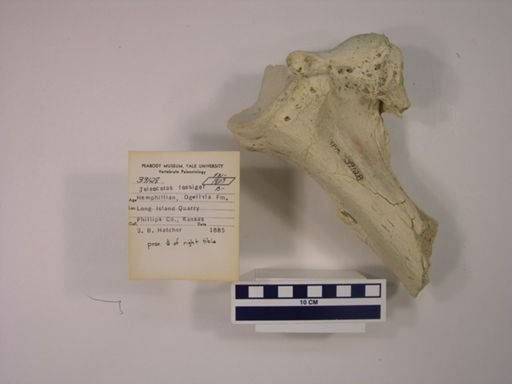 Teleoceras fossiger