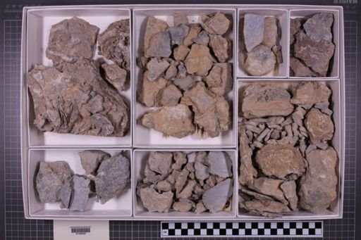 mixed taxa, stratigraphic collection