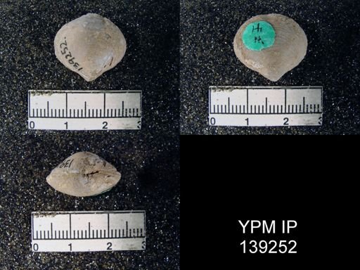 Athyris capillata