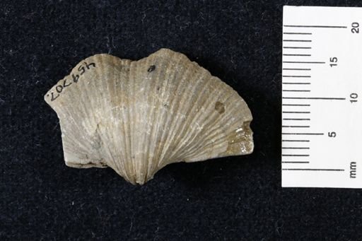 Neospirifer dunbari