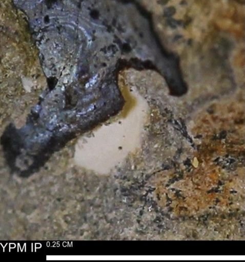 undet. Mollusca