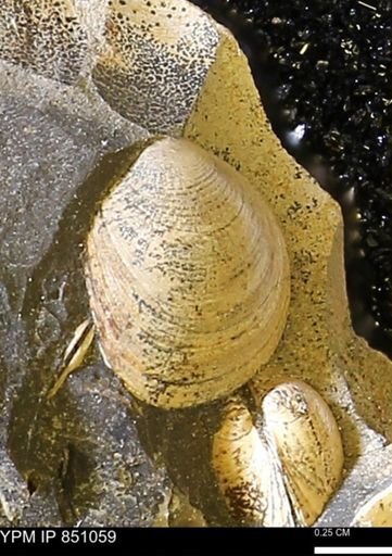 Limopsis striatopunctatus