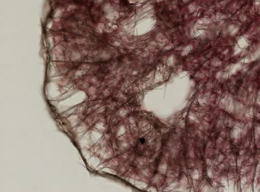 Halichondrida