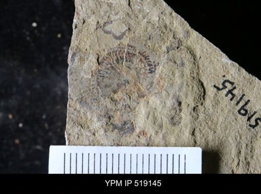 Microschedia sp.