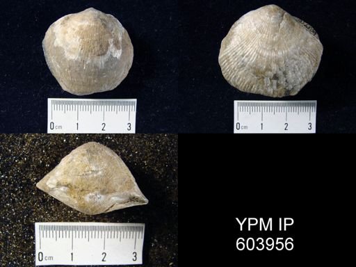 Desquamatia sp.