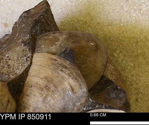 Limopsis striatopunctatus