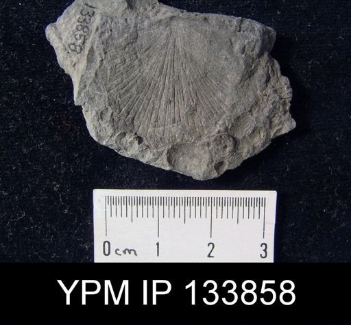 Stropheodonta cf. junia
