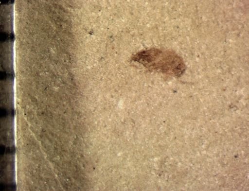 undet. Hymenoptera