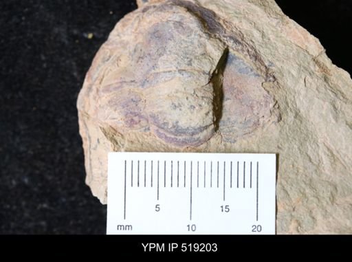 undet. Asaphidae