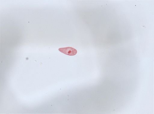 Paramecium aurelia