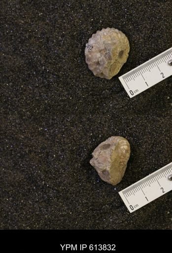 Neogastroplites sp.