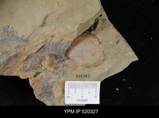 undet. Arthropoda