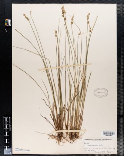 Carex interior
