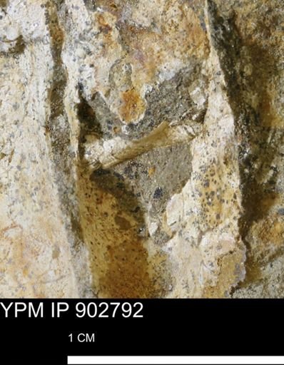 Baculites sp.
