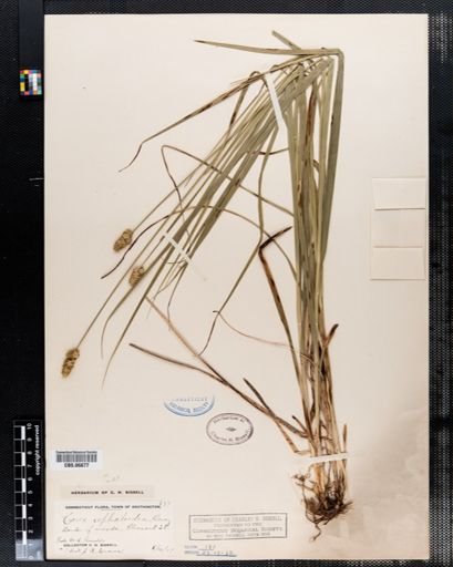 Carex cephaloidea