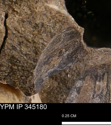 undet. Bivalvia