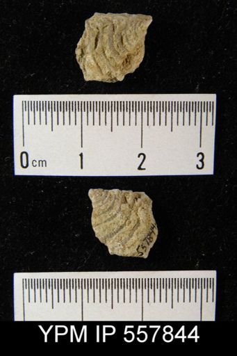 Leptaena sp.