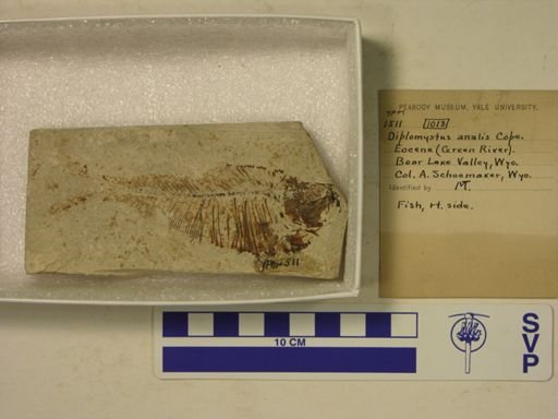 Diplomystus analis