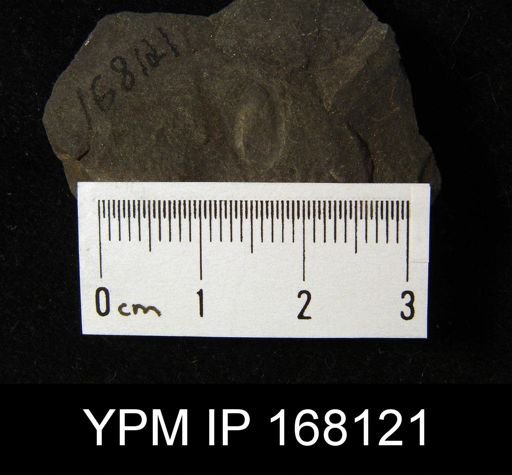 Prothyris planulata