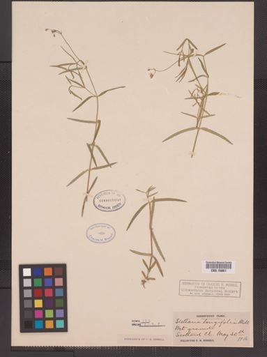 Stellaria longifolia