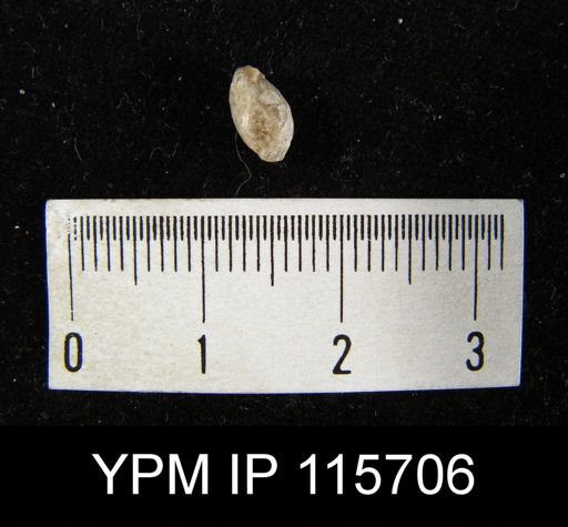 undet. Brachiopoda