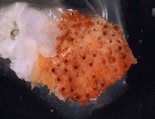 Smittipora harmeriana