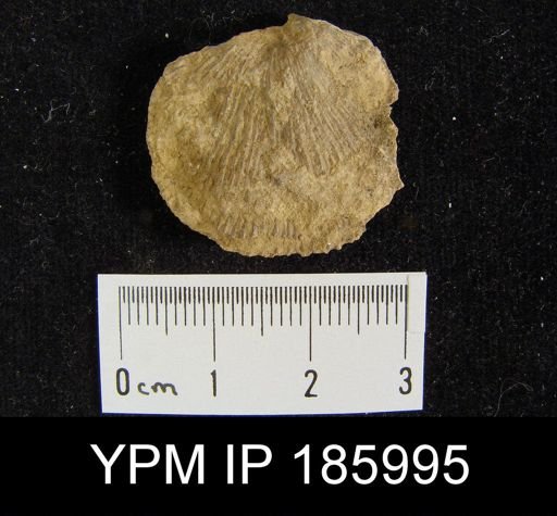 Derbya crassa