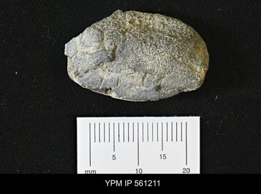 undet. Astacidea