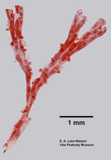 Bryozoa