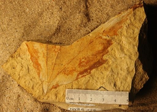 Platanus dissecta