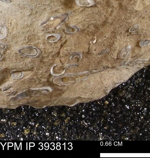 undet. Serpulidae
