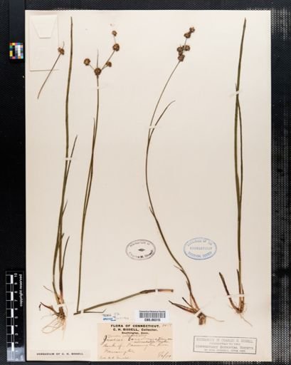 Juncus subcaudatus
