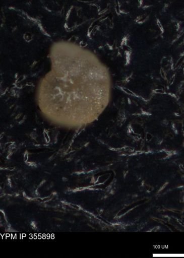 undet. Foraminiferida