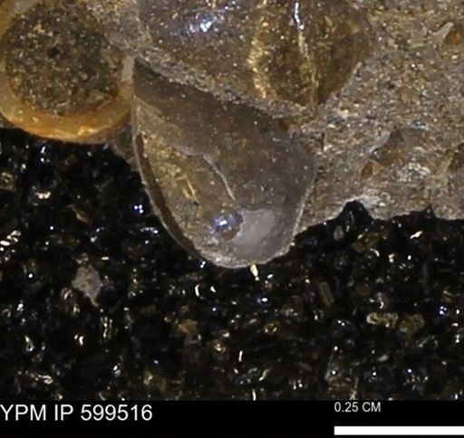 Protocardia subquadrata