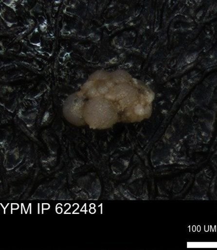 undet. Foraminiferida