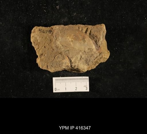 Myalina sp.