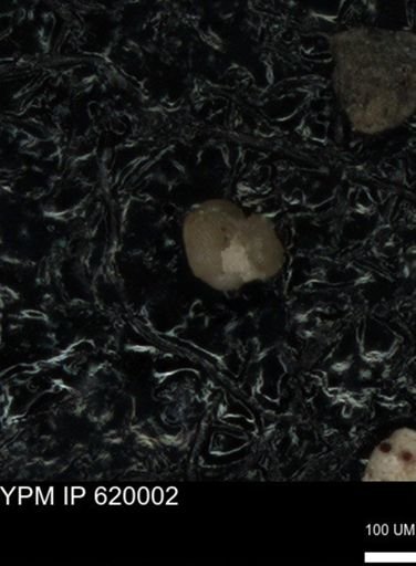 undet. Foraminiferida