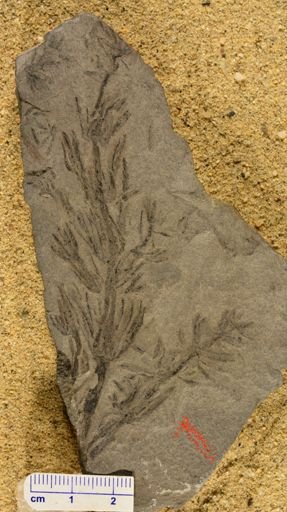 Asterophyllites equifoliformis