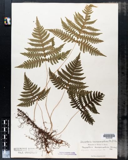 Dryopteris hexagonoptera
